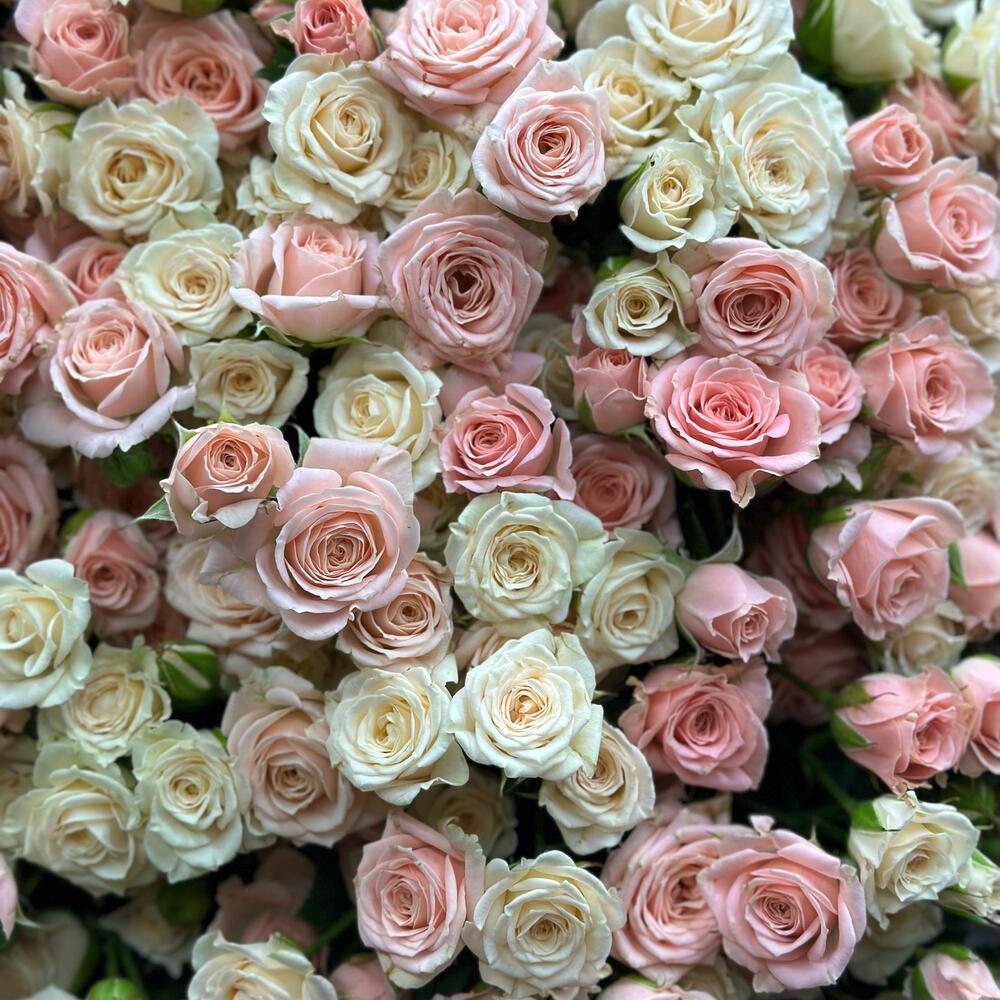 Spray Rose Elegance
