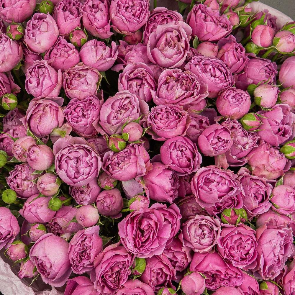 Grand Peony - VIP