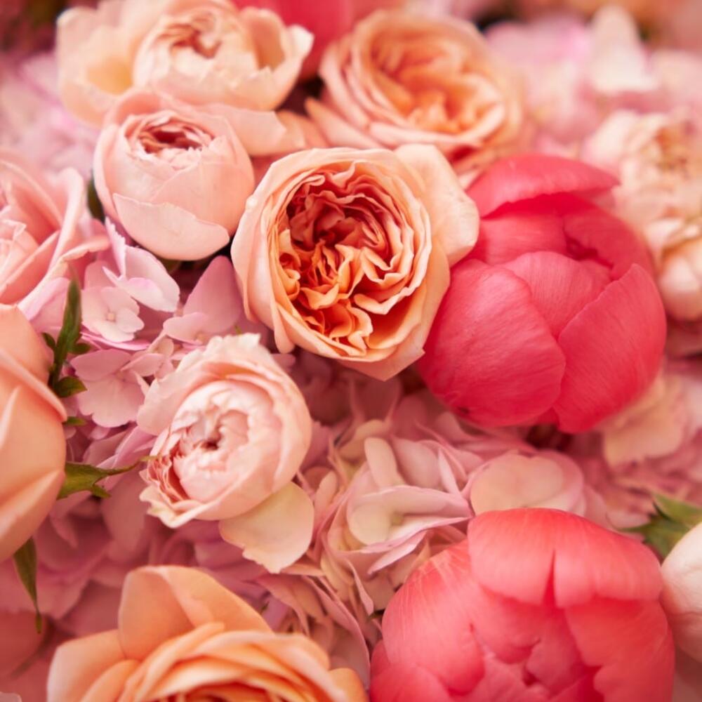 Rosé Peonia