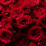 Velvet Bloom Rose