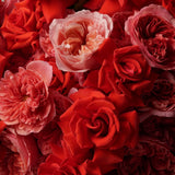 Velours d’Amour Rose