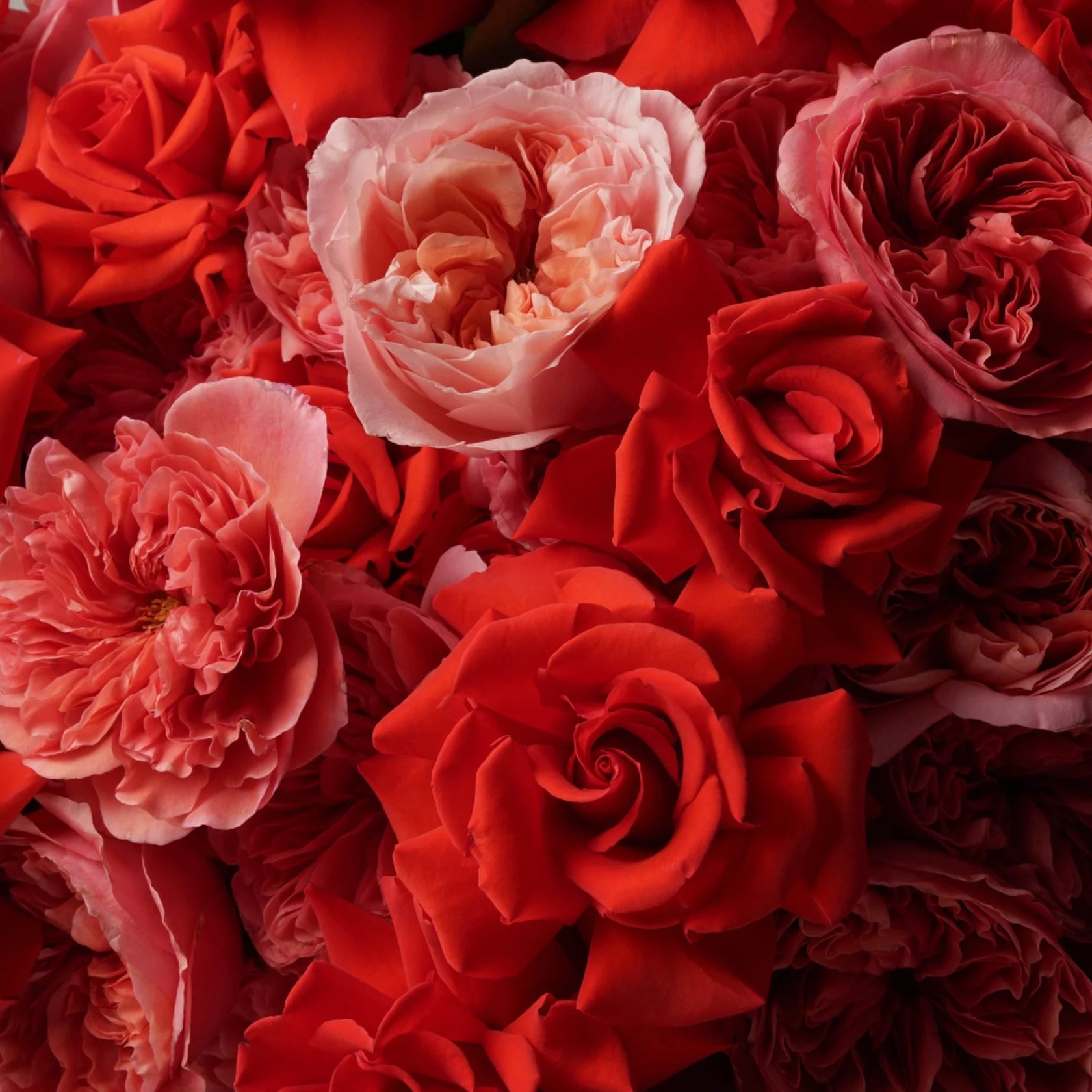 Velours d’Amour Rose