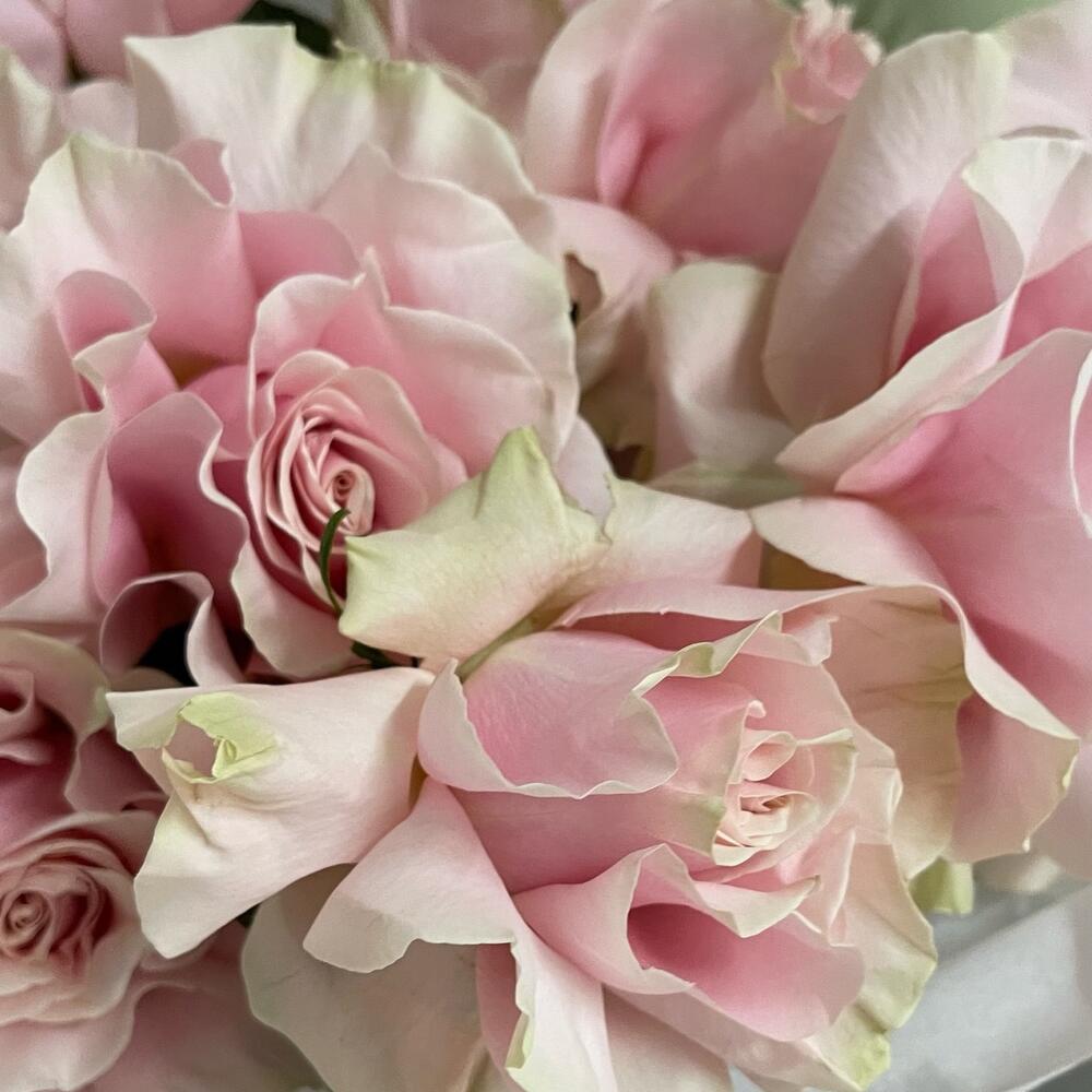Velvet Pink Mondial