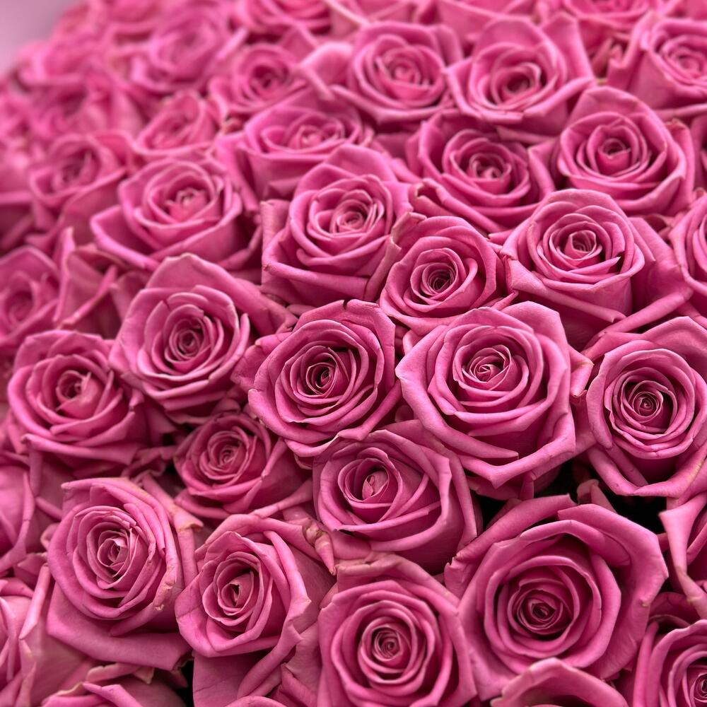 Pink Reverie 100
