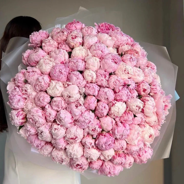 100 Peony Royale